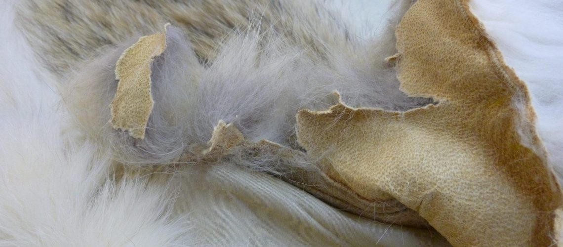 repair-tear-fur-coat-tradingbasis